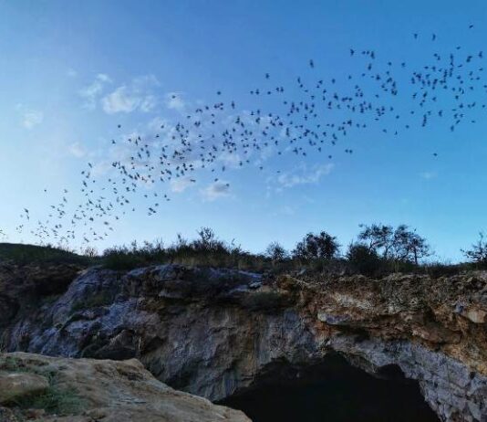 Caverna de los murciélagos: de Chihuahua para el mundo