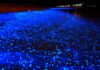 Las playas bioluminiscentes de Holbox