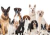 Las 10 razas de perros más caras del mundo