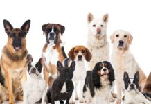 Las 10 razas de perros más caras del mundo